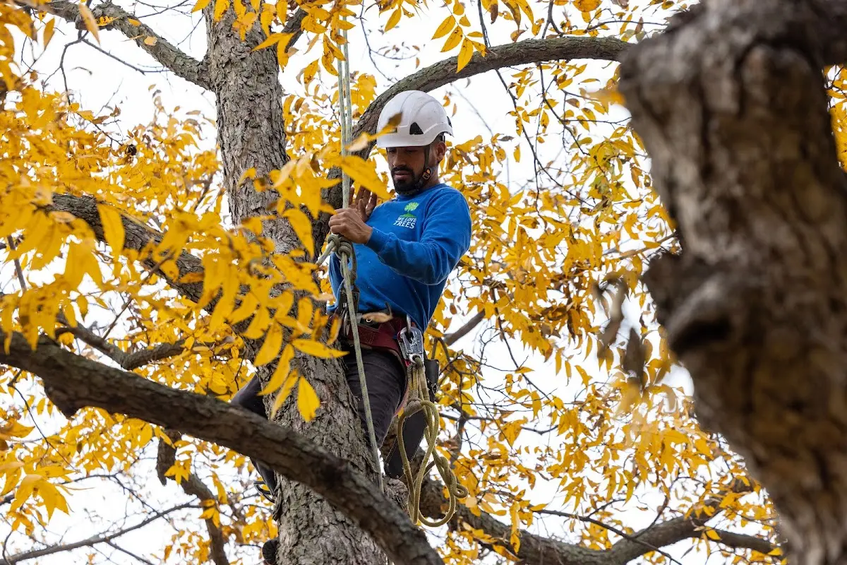 Skilled Tree Transplanting crew working in Verdi